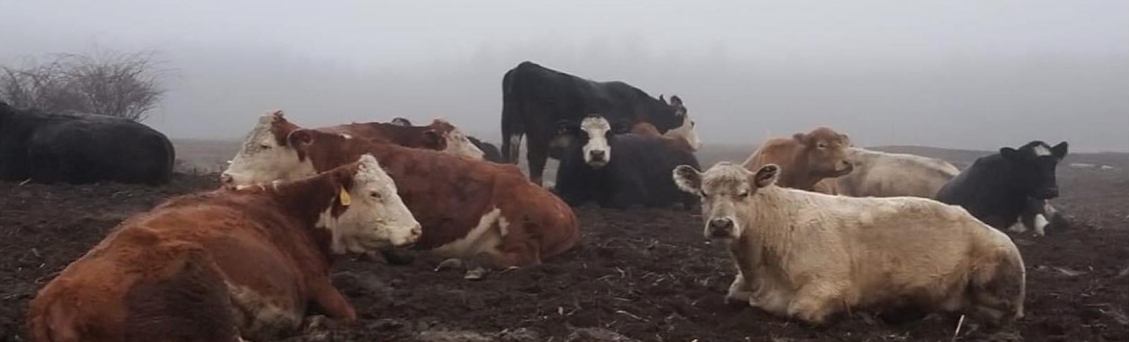 Cows Slide